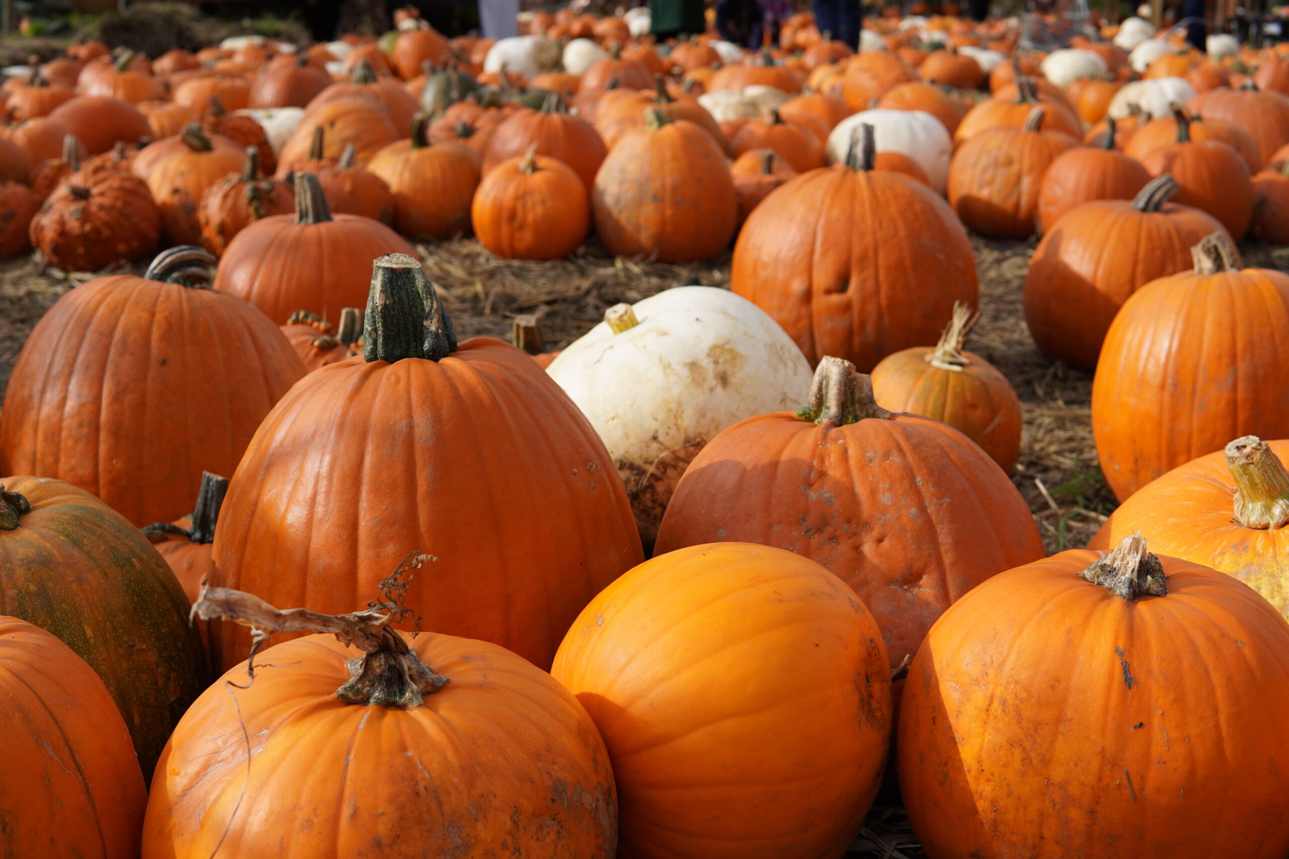 Fall Fun Guide 2026: Pumpkin Patches, Hayrides, Corn Mazes & More Near NWN